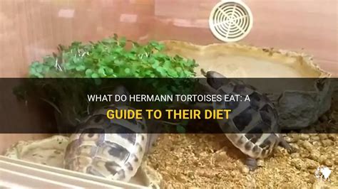 hermes tells a tortoise|what do hermann tortoises eat.